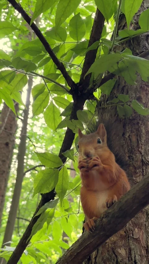 Funny little red squirrel peels a nut very quickly and eats it, a squirrel in Stock Footage 245212053