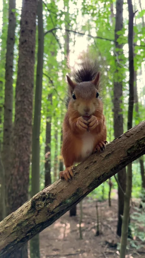 Funny little red squirrel peels a nut very quickly and eats it, a squirrel in Stock Footage 245212161