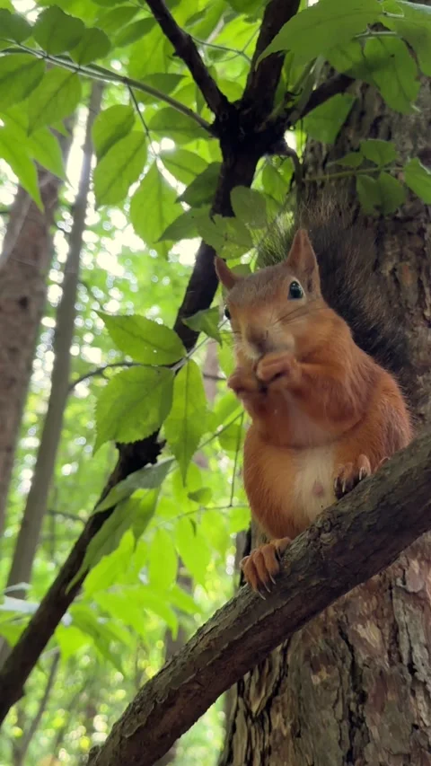Funny little red squirrel peels a nut very quickly and eats it, a squirrel in Stock Footage 245212260