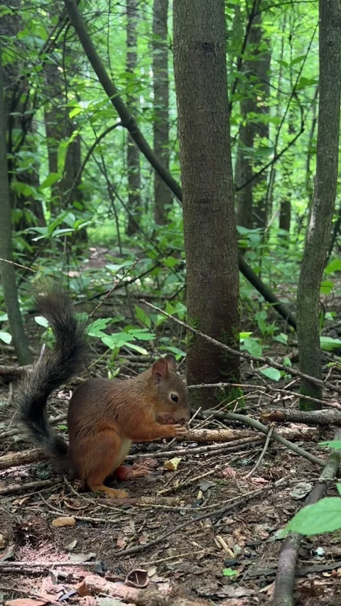 Funny little red squirrel peels a nut very quickly and eats it, a squirrel in Stock Footage 245487514