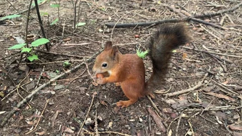 Funny little red squirrel peels a nut very quickly and eats it, a squirrel in Stock Footage 245487542