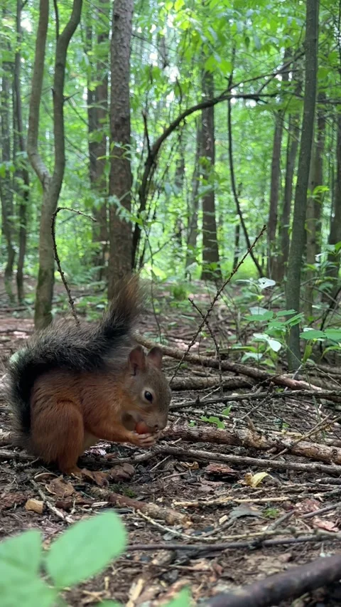 Funny little red squirrel peels a nut very quickly and eats it, a squirrel in Stock Footage 245487559