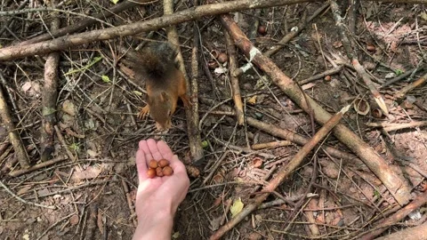 Funny little red squirrel peels a nut very quickly and eats it, a squirrel in Stock Footage 245487577