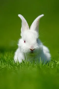 Funny little white rabbit on spring green grass Stock Photos