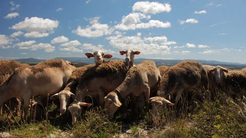 Funny livestock Time Lapse ! Stock Footage 102389037