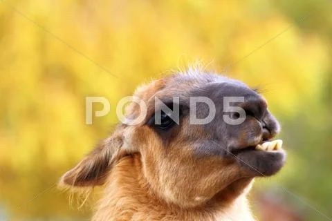 Funny llama Stock Photos