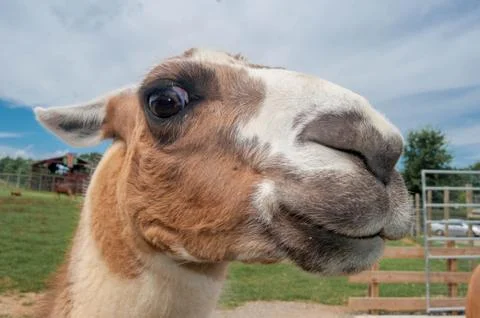 Funny Llama Stock Photos