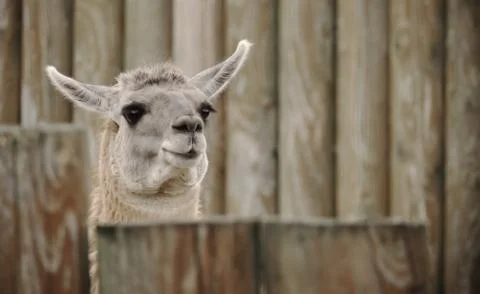 Funny llama Stock Photos