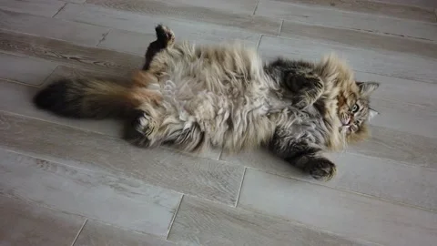 Funny long haired cat lying on the floor, siberian breed Vídeo Stock 144379660