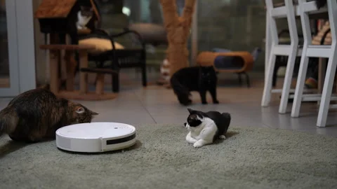 Funny long haired cat rides on robotic vacuum cleaner gets off to investigate. Видео 342742003