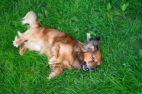 A funny long haired ginger dog lying on its back and playing on a lush gree.. Stock Photos