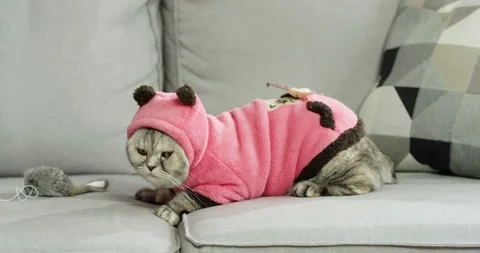 Funny look. Full length view of the cute grey cat laying at the sofa at the pink Stock Footage 159798430