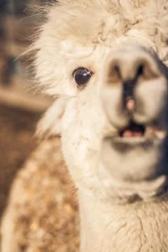 Funny Looking Alpaca Closeup Stock Photos