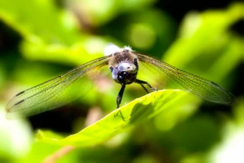 Funny looking broad-bodied chaser 写真素材