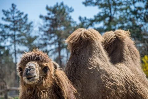 Funny looking camel Photos