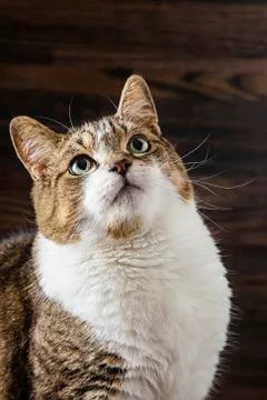 Funny looking cat Stockfoto's