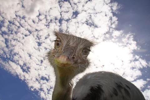 Funny looking common rhea Stock Photos