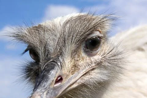 Funny looking common rhea Stock Photos
