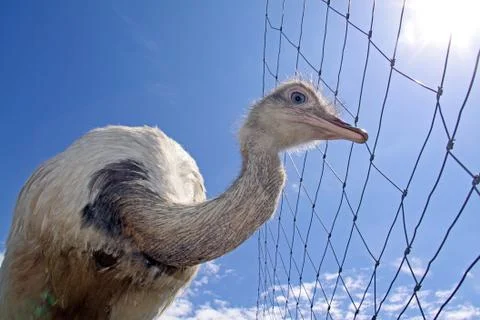 Funny looking common rhea Stock Photos