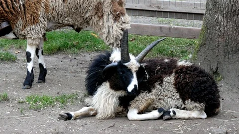 Funny looking four horned Jacob sheep breed resting on the ground Stock-Footage 121408892