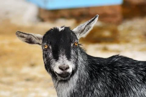 Funny looking goat Stock Photos