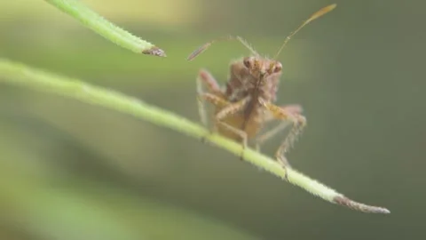 Funny looking Insect Rhopalidae motionless swings at tip of plant leaf Stock Footage 238684828
