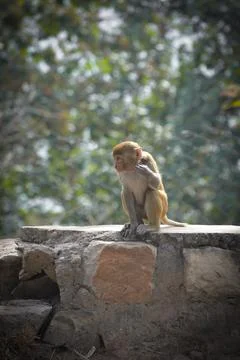 Funny looking monkey in a jungle of india Stock Photos