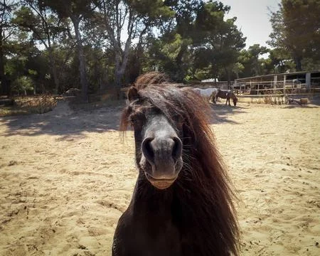 Funny looking pony Stock Photos