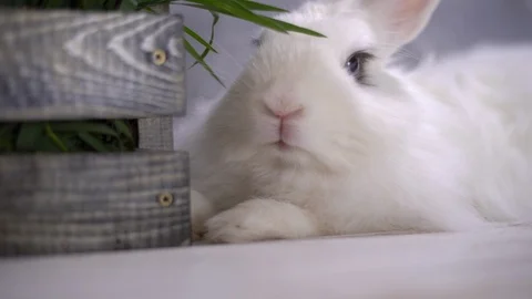 A funny looking rabbit with a big nose breathing 스톡 동영상 112290567
