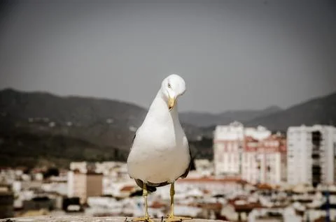 Funny looking seagull on a rooftop Stock Photos