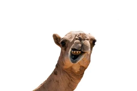 Funny looking smiling camel isolated on a white background Stock Photos