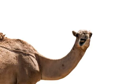 Funny looking smiling camel isolated on a white background Stock Photos