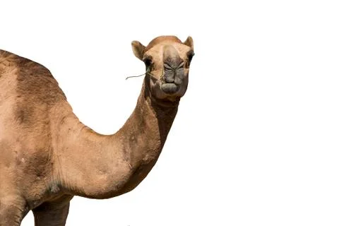 Funny looking smiling camel isolated on a white background Fotos Stock