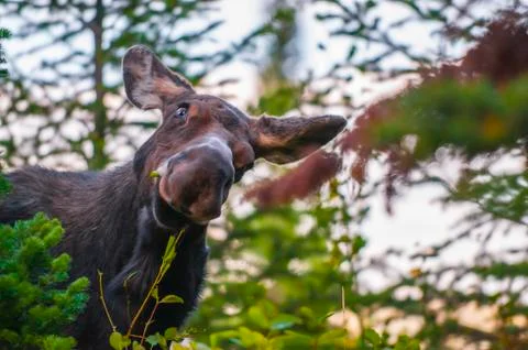 Funny looking young moose Stock Photos