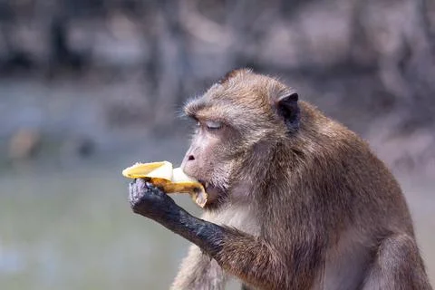 Funny macaque monkey with dirty paws eats banana. Selective focus Stock Photos