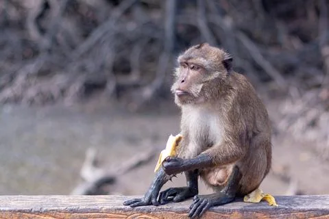Funny macaque monkey eats a banana sitting on railing. Paws in mud. Stock Photos