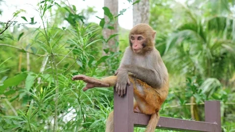 Funny macaque monkey grooming itself on wooden post in jungle Stock Footage 335812487