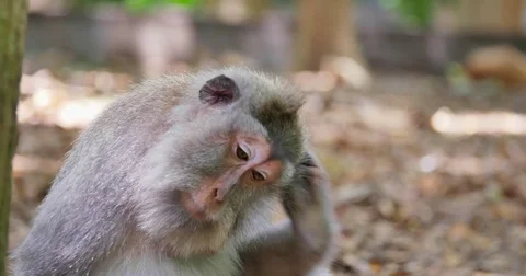 Funny macaque monkey itches and scratche... | Stock Video | Pond5