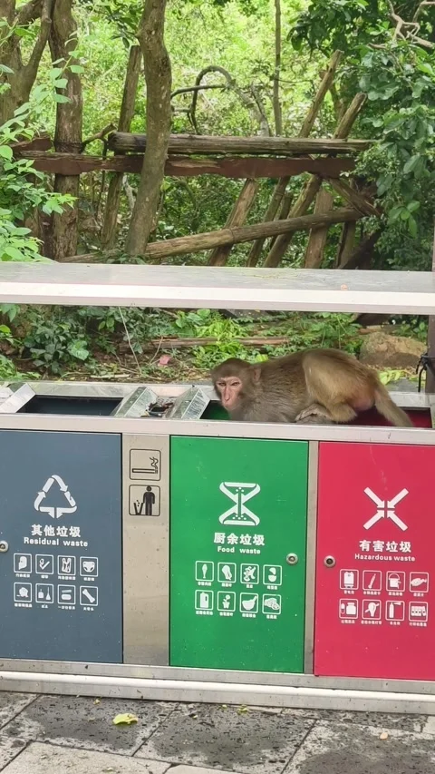Funny macaque monkey stealing food from recycling bin Stock Footage 336302406