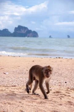 Funny macaque monkey walking along the tropical beach. Stock Photos