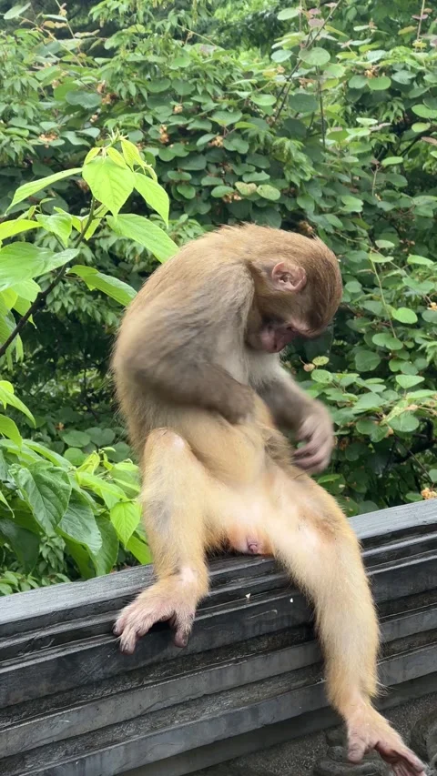 Funny macaque sitting on fence in forest Stockbeeldmateriaal 336545055