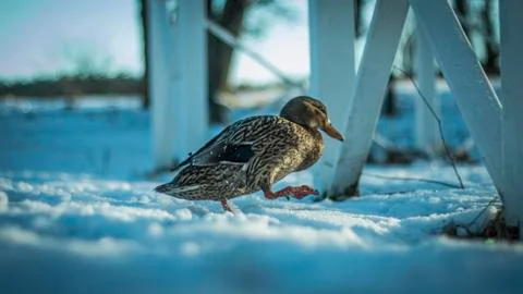 Funny mallard walking to work By Linus Stock Photos