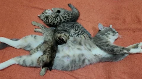 Funny mama cat sleeping with the kittens Stock Footage 259714124