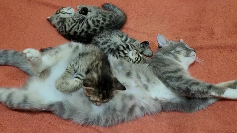 Funny mama cat sleeping with the kittens Video stock 259714247
