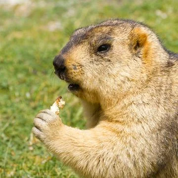 Funny marmot with bisquit on the meadow Stock Photos