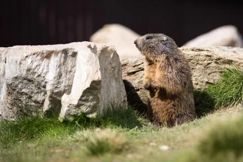 Funny marmot Foto stock