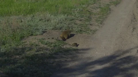 Funny marmots run, protrude from their burrows Stock Footage 137458449