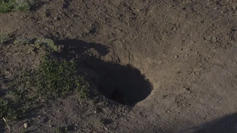 Funny marmots run, protrude from their burrows Stock Footage 137458608