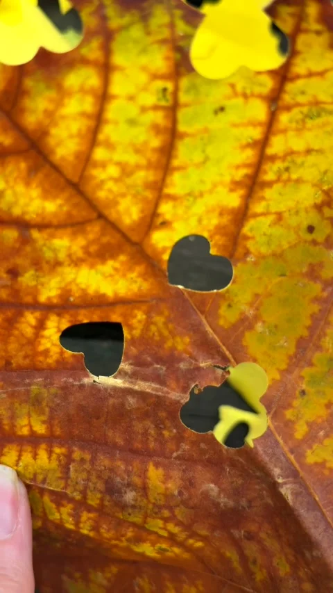 Funny mask made from colorful maple leaf with cutout eyes and mouth. Creative Stock Footage 343476703