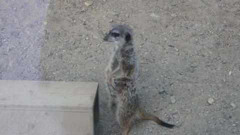 Funny meerkat looking around Stock Footage 94128743